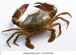 mud crab